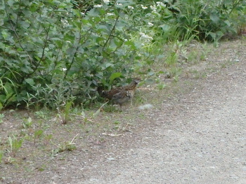 GDMBR: He's walking slowly to distract us from his nest.